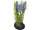 jacinthe en motte de terre, 3 fleurs, h 20cm, lilas