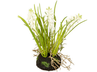 hyacinth in lump of earth, 3 flowers, h 20cm, white