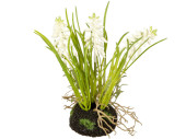 Hyazinthe in Erdballen, 3 Blüten, H 20cm, weiss