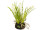 jacinthe en motte de terre, 3 fleurs, h 20cm, blanc
