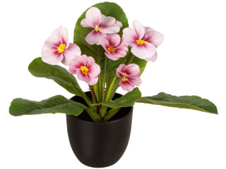 primevères en pot, 6 fleurs, h 20cm, Ø 25cm, rose