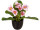 primevères en pot, 6 fleurs, h 20cm, Ø 25cm, rose