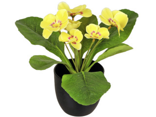 Primeln im Topf, 6 Blüten, H 20cm, Ø 25cm, gelb