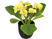 primroses in pot, 6 flowers, h 20cm, Ø 25cm, yellow