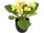 primevères en pot, 6 fleurs, h 20cm, Ø 25cm, jaune