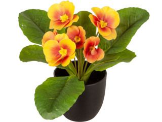 primevères en pot, 6 fleurs, h 20cm, Ø 25cm, orange