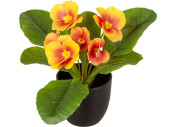 primevères en pot, 6 fleurs, h 20cm, Ø...