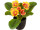 primevères en pot, 6 fleurs, h 20cm, Ø 25cm, orange