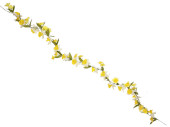 guirlande de narcisses, jaune/blanc, l 180cm, fleurs...