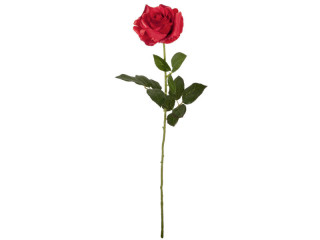 Stielrose "Edel", rot, L 70cm