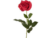 rose à tige "noble", rouge, l 70cm