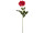 Stielrose "Edel", rot, L 70cm