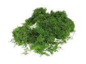 mousse séchée verte 250g