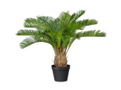 palmier cycas avec 18 feuilles vert, h 60cm en pot