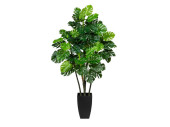 splitphilodendron 42 feuilles vert, h 105cm, en pot