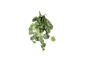 pendentif des feuilles scindapsus B1, vert, l 70cm,...