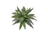 fougère de boston big B1 vert, Ø 70cm, h...