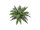 boston fern bush big B1 green, Ø 70cm, h 35cm flame retardant