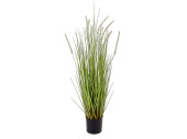 Grasbusch Dogtail im Topf B1 grün, H 90cm, schwer...