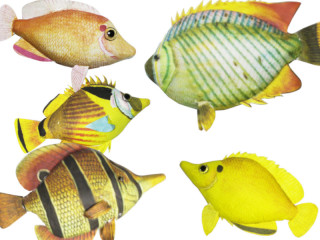 Fisch "Tropic", versch. Grössen/Farben