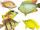Fisch "Tropic", versch. Grössen/Farben