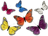 papillon en plumes, diff. tailles et couleurs