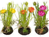 ranunculus in lump of earth, 2 flowers, h 20cm, var. colors