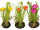 ranunculus in lump of earth, 2 flowers, h 20cm, var. colors