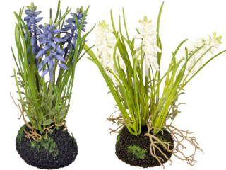 hyacinth in lump of earth, 3 flowers, h 20cm, var. colors