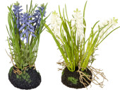 hyacinth in lump of earth, 3 flowers, h 20cm, var. colors