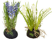 jacinthe en motte de terre, 3 fleurs, h 20cm, diff. couleurs