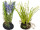 hyacinth in lump of earth, 3 flowers, h 20cm, var. colors