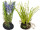 Hyazinthe in Erdballen, 3 Blüten, H 20cm, versch. Farben