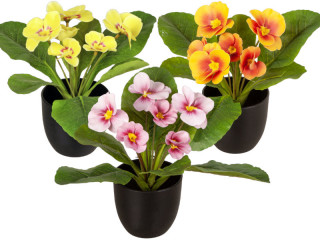 primevères en pot, 6 fleurs, h 20cm, Ø 25cm, diff. couleurs