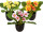 primroses in pot, 6 flowers, h 20cm, Ø 25cm, var. colors