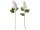 Hortensie XL, H 96cm, Blüte Ø 15 x L 25cm, versch. Farben