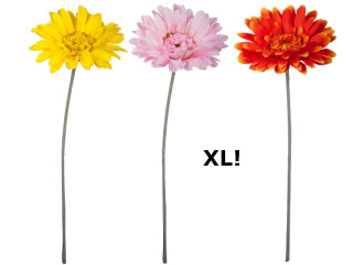 gerbera XL, h 105cm, blossom Ø 30cm, var. colors