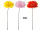 gerbera XL, h 105cm, blossom Ø 30cm, var. colors