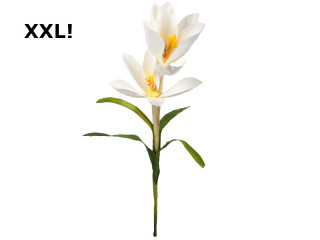 Krokus XXL, 2 Blüten, H 90cm, B 35cm, weiss