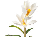 Krokus XXL, 2 Blüten, H 90cm, B 35cm, weiss