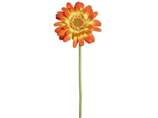 gerbera XL orange