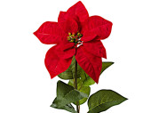 poinsettia “velvet”, with stem, red, h 55cm