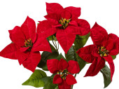 bouquet de poinsettias "velvet", rouge, h 45cm, 5 fleurs