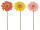 gerbera 90cm in var. colors