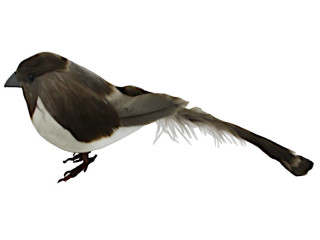 bird sparrow standing, with feathers, brown, w 5 x h 8 x l 18cm