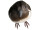bird sparrow standing, with feathers, brown, w 5 x h 8 x l 18cm