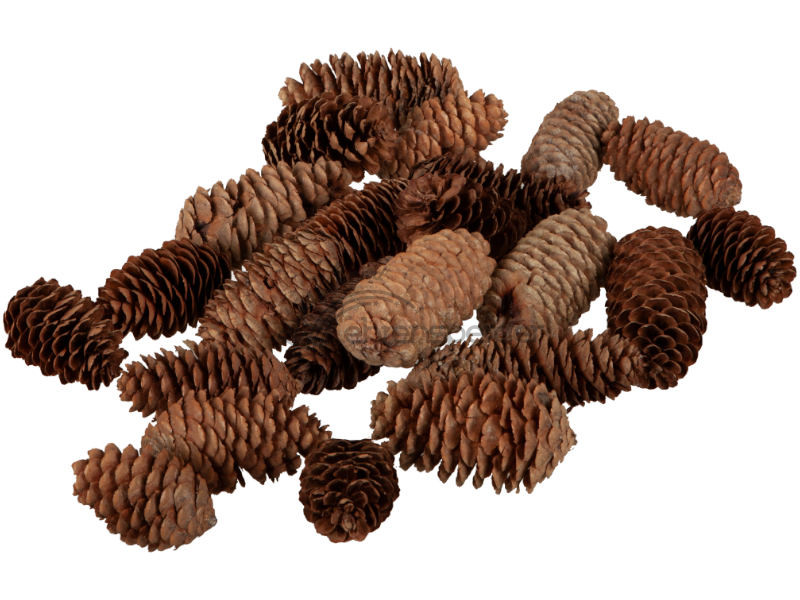 Tannenzapfen länglich 200g, natur, ca. 18 - 20 St., L 7