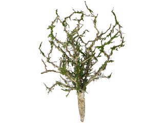 twig bush “twig”, with moss, natural/green, Ø 30 x l 50cm