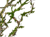 Zweig-Busch "Twig", mit Moos, natur/grün,...