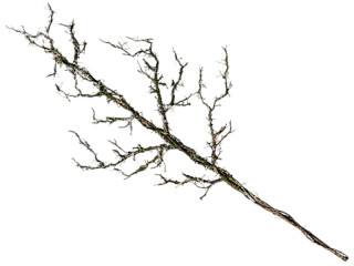 Zweig XL "Twig", mit Moos, natur/grün, B 40 x L 120cm